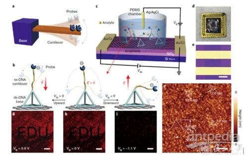 4分鐘內(nèi)出核酸結(jié)果 復旦大學如何實現(xiàn)精準生物檢測