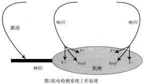 生物神經(jīng)電極放大器系統(tǒng)的設計與實現(xiàn)
